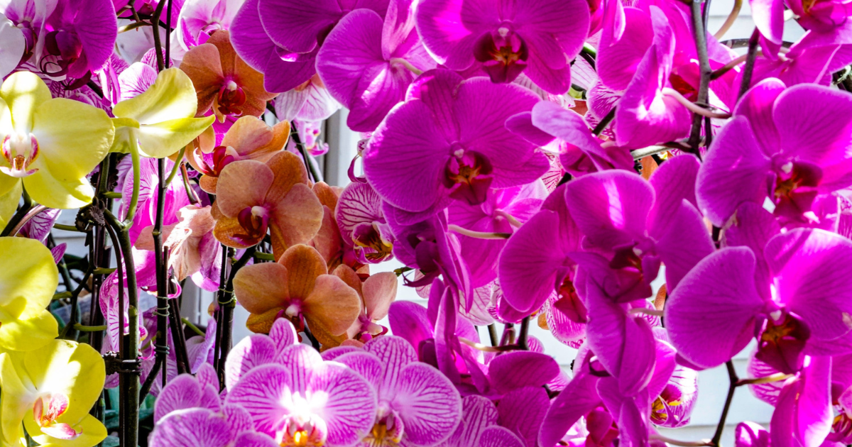 Flowers ahead of Mother's Day, via Michelle Pemberton/IndyStar / USA TODAY NETWORK via Imagn Images