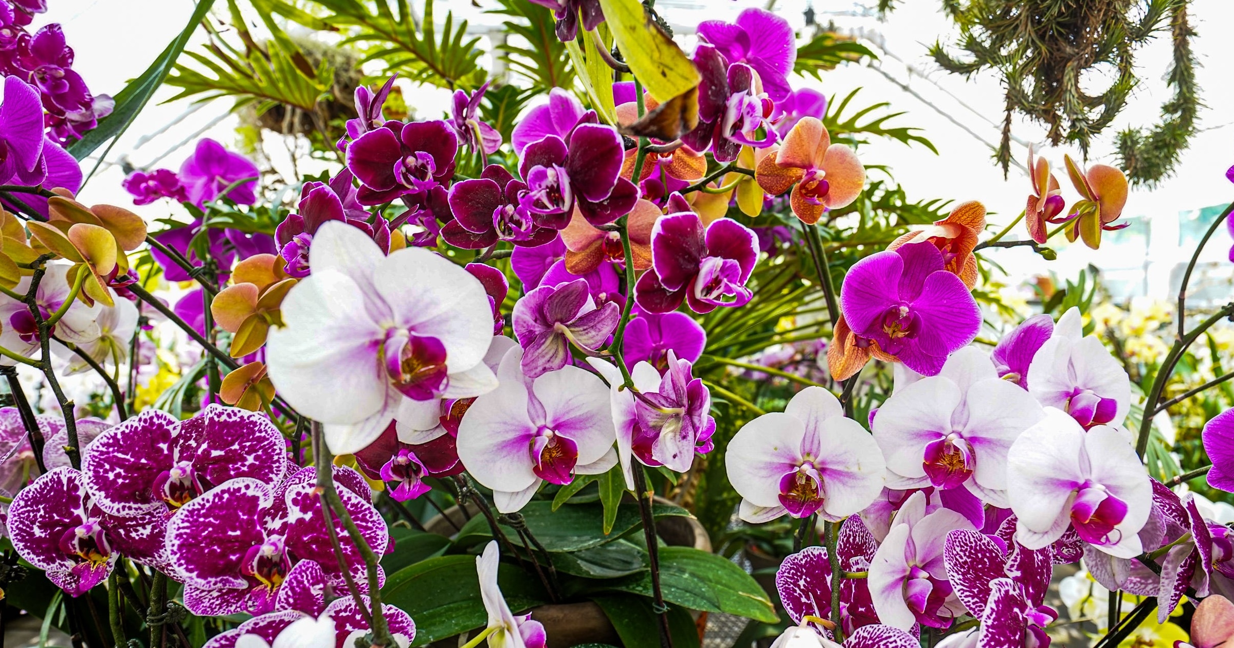 The Elder Greenhouse at the Indianapolis Museum of Art, Newfields features a wide variety of orchids on Mother‚Äôs Day weekend at the Indianapolis Museum of Art, Newfields on Friday, May 9, 2025, in Indianapolis. Guests visit the gardens for Mothers Day weekend at the Indianapolis Museum of Art on Friday, May 9, 2025, in Indianapolis (© Michelle Pemberton/IndyStar / USA TODAY NETWORK via Imagn Images)